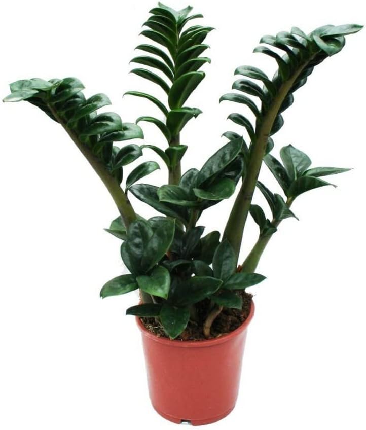 OhhSome Exotic Plant Zamiaculacus Zenzii, 12 Cm Pot Indoor Ideas For Bedroom (Exotic Healthy Live Plant)
