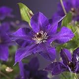 Clematis ‘The President’ 30–50 cm – Großblumige Waldrebe | Blaue Kletterpflanze winterhart | Ideal für Garten, Balkon & Pergola