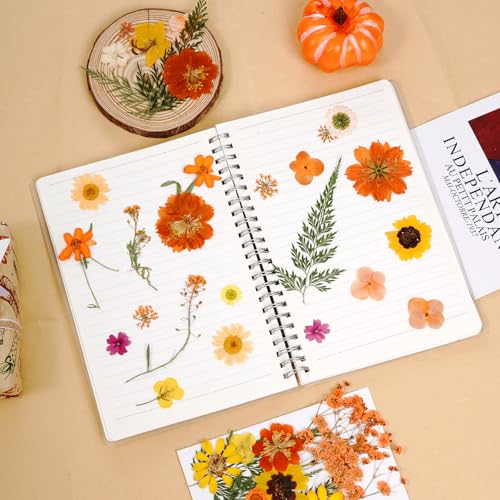 76 piezas flores secas prensadas para manualidades miniatura 5