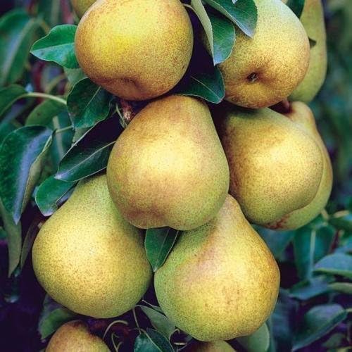 8+2 Bartlett pear Tree cuttings scions Rooting Grafting Great Producer Delicious
