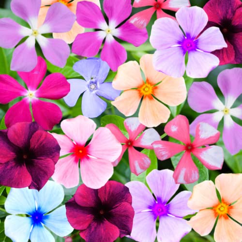 Rosea Vinca Seeds - 500 Seeds - Periwinkle Ground Cover Plant Flower Seeds Mix
