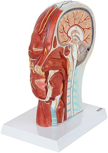 Amazon Com Axis Scientific Human Head Model Anatomy Model Features Half Head Muscular Anatomy Veins Arteries Exposed Sinuses Brain And Spinal Anatomy Includes Product Manual 3 Year Warranty Industrial Scientific Amazon Com Axis Scientific Human Head Model Anatomy Model Features Half Head Muscular Anatomy Veins Arteries Exposed Sinuses Brain And Spinal Anatomy Includes Product Manual 3 Year Warranty Industrial Scientific