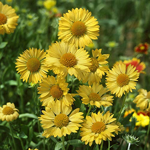 Gaillardia aristata How to grow & care