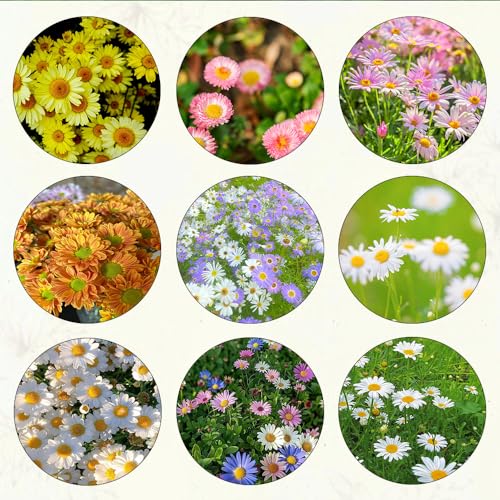 800 piezas semillas de margarita organicas semillas de balcón de invernadero semillas de pradera camas elevadas para semillas de prado de abejas de jardín regalos de jardin para hombres