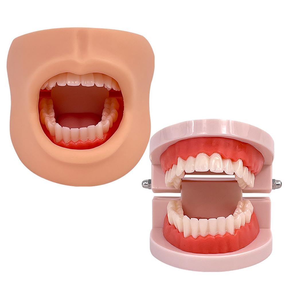 Modello di cura dentale per denti e lingua, strumento didattico per la salute dentale delle guance, modello dimostrativo per l'educazione all'igiene orale