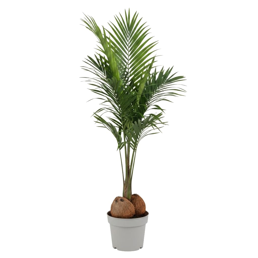 DECOALIVE Palma de Coco Cocos Nucifera Planta Tropical Viva Maceta 19 cm Altura 130 cm para Regalo Original