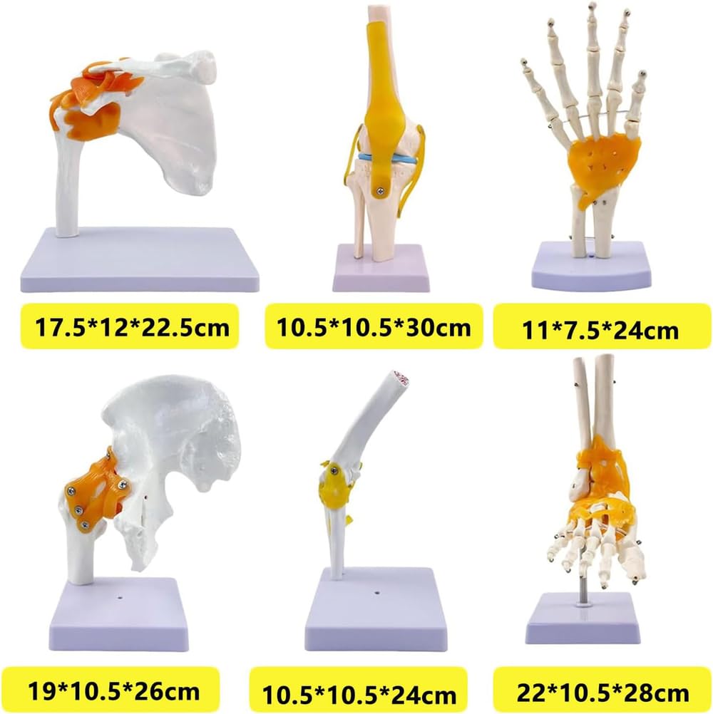 Zestaw 6 sztuk modeli anatomicznych stawów człowieka w naturalnej wielkości: bark, łokieć, biodro, kolano, ręka i stopa z więzadłami do zajęć edukacyjnych i demonstracji
