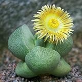 60pcs Pleiospilos nelii Semillas Jardín suculento de las plantas para macetas