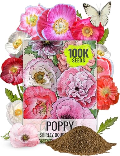 Seed Needs Shirley Mixed Poppy Seeds for Planting...