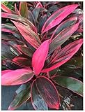 Exotica Tropicals Professional Nursery Grade Cordyline fruticosa Hawaiian Ti Plant Fertilizer 4 LB Six Month Slow Release Plant Food