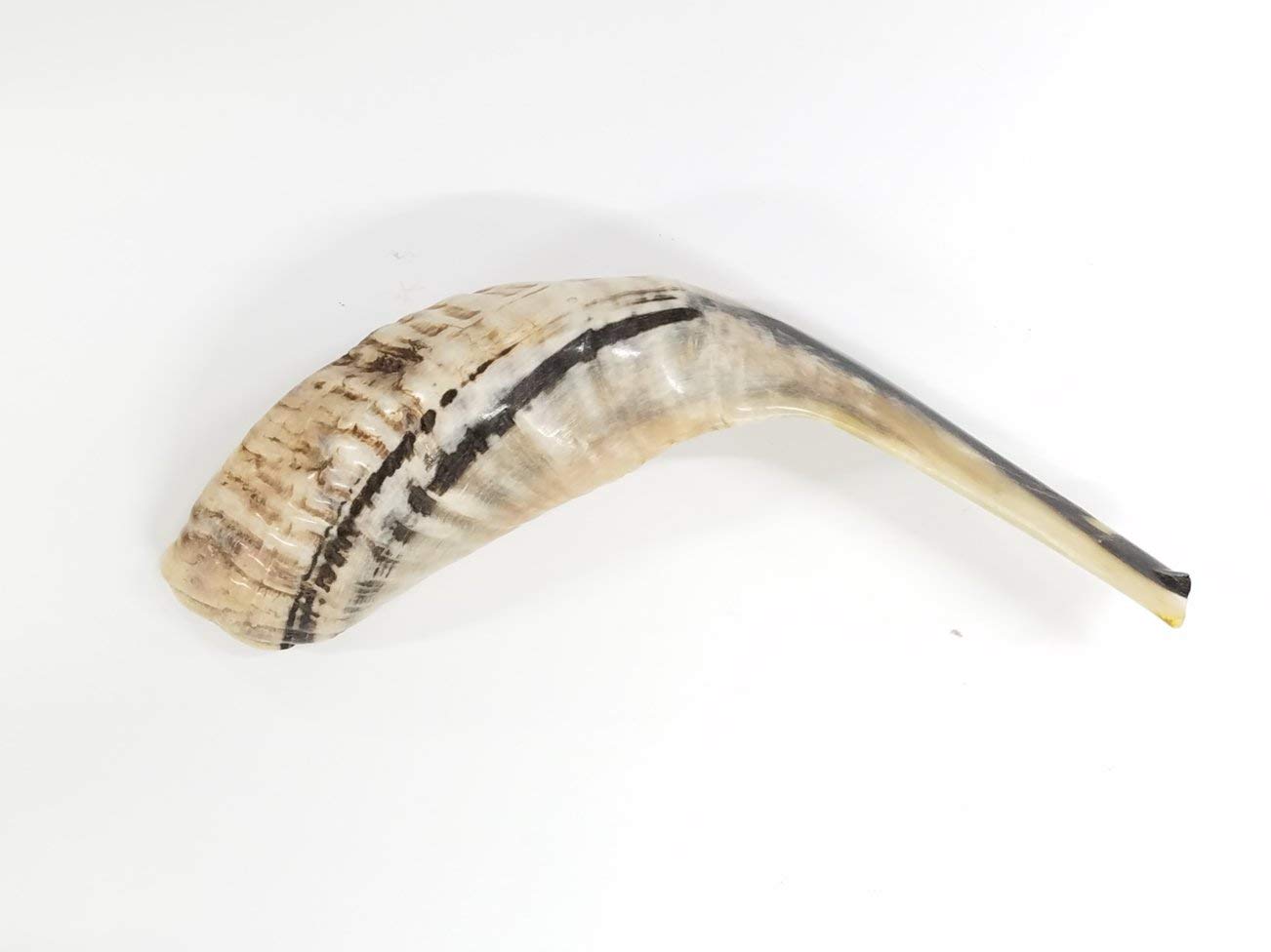 Traditioneller Ramhorn-Schofar aus Israel, 25,4 - 30,5 cm. LION OF JUDAH MARKET