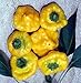Jamaican Hot Yellow Scotch Bonnet Pepper 20 Seeds