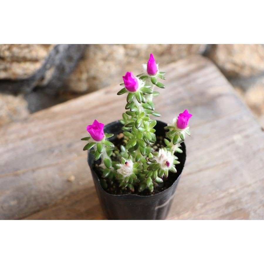 Amazon.co.jp: 多肉植物 ポーチュラカ ウェルデルマニー 2.5～3号
