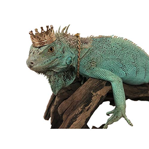 Lizard Crown Necklace Set Lizard Clothes Accessories Gold Alloy Neck Chain Crown Cool Costume Photo Props Party Reptile Chain Necklace Lizard Clothes for Bearded Dragons Leopard Gecko Iguana Amphibian