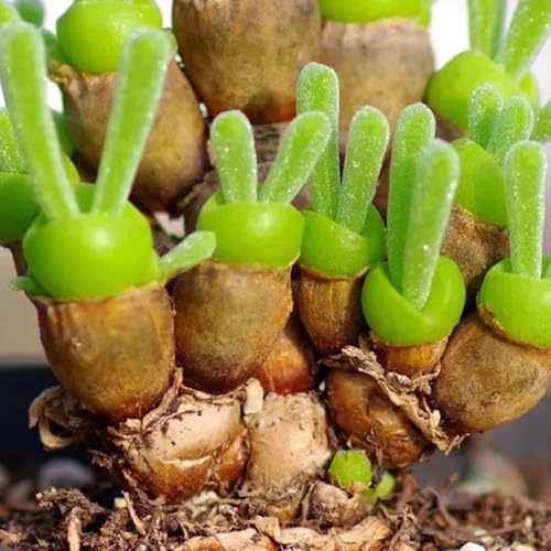 semillas suculentas - raras balcón resistentes de cobertura del suelo jardín 90pcs