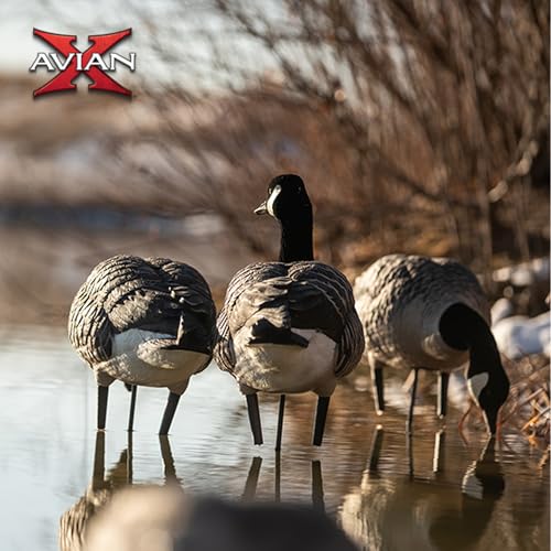Avian X AXP Honkers Fusion Pack Full Body Canada Goose Decoys with Ultra Realistic Paint, Flocked Heads, 1 Sentry, 2 Walkers, and 3 Feeders