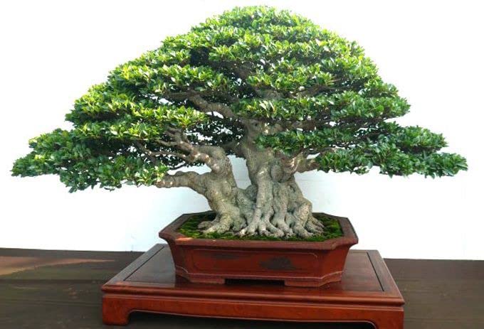 MINI BOT CHAINESE BANYAN HYBRID PLANT SAPLING (B0C4G18TB8) Amazon Price History, Amazon Price Tracker