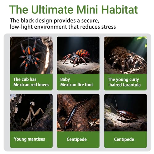 Image of Jumping Spider Enclosure Kit, 3.15x3.15x5.6 Inch Acrylic Terrarium with Magnetic Lock & Feeding Hole, Escape-Proof Mini Habitat for Tarantula, Mantis, Reptiles, Cricket Keeper
