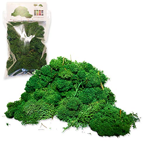 Ortisgreen Lichen Stabilisé 250 GR. Couleur Vert forêt. Idéal pour Les Tableaux végétaux, Diorama, crèche de Noël, modélisme. Mousse stabilisée. Vert stabilisé