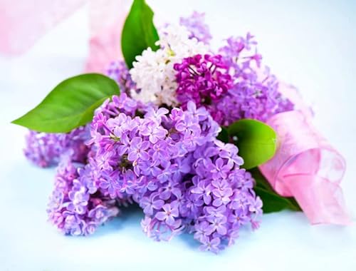 200+ Mixed Lilac Seeds For Planting 4 Colors Extremely Fragrant Flowers Perennial Bush Bonsai Plants #TOP1