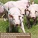 awliye Hog Pig Catcher Pole Holder Dog Catcher Pole Retractable Animal Control Pole Stainless Steel Heavy Duty Catch Pole for Animals Cats Hog Pigs and Small or Medium Dogs