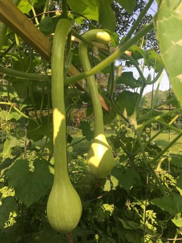 200 TromboCino Rampicante Seeds - Italian Climbing Zucchini