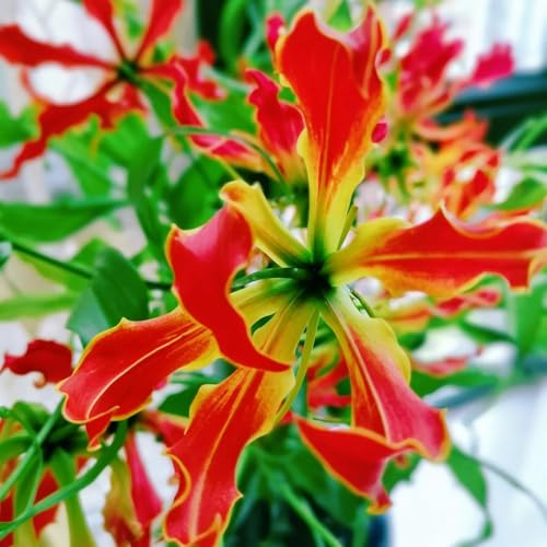5bulbos lirios de llama - ación primaveral, colgante lirio de llama decoración, interior decorativas, reales