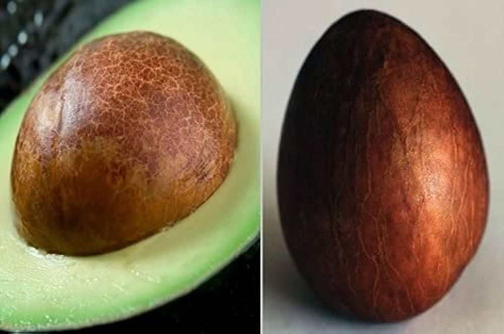 Midday farm Avacado fruit Seeds for planting, 4 Nos (B0CFTW2V4Q) Amazon Price History, Amazon Price Tracker