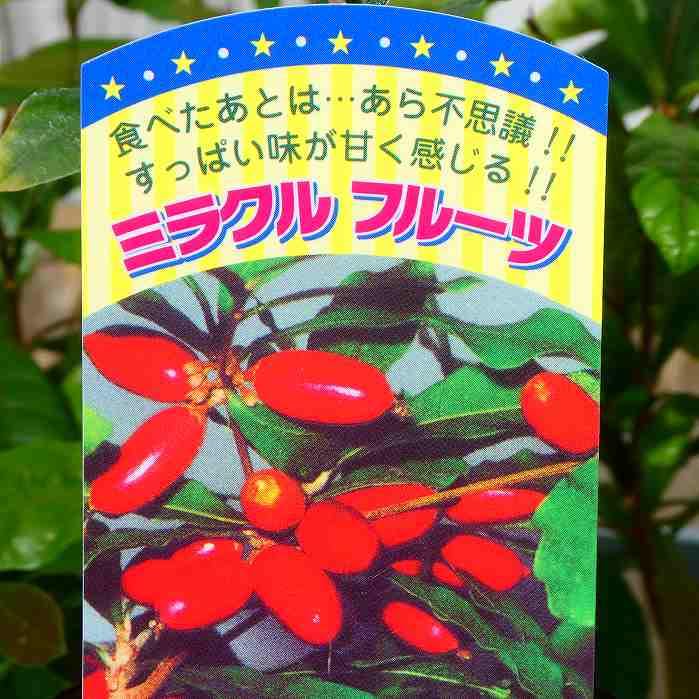 Amazon | レモンが甘く感じる ミラクルフルーツ 苗 3号ポット 果樹