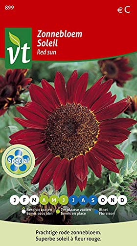 Girasole Sole Rosso - Semi di Girasole