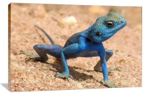 画材 Lizardrite Genuine Amazon.com : FINGERINSPIRE Lizards Stencil 11.7x8.3 inch