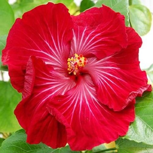 20 Rare Red Pink Hibiscus Seeds Giant Dinner Plate Flower Exotic Garden Hardy