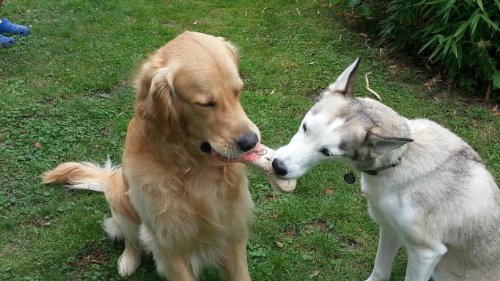 Hundekuchen Hundetorte Happy Birthday Waldfrucht