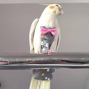 Amazon.co.jp: 4個の洗えるおむつオカメインコおむつ、防水