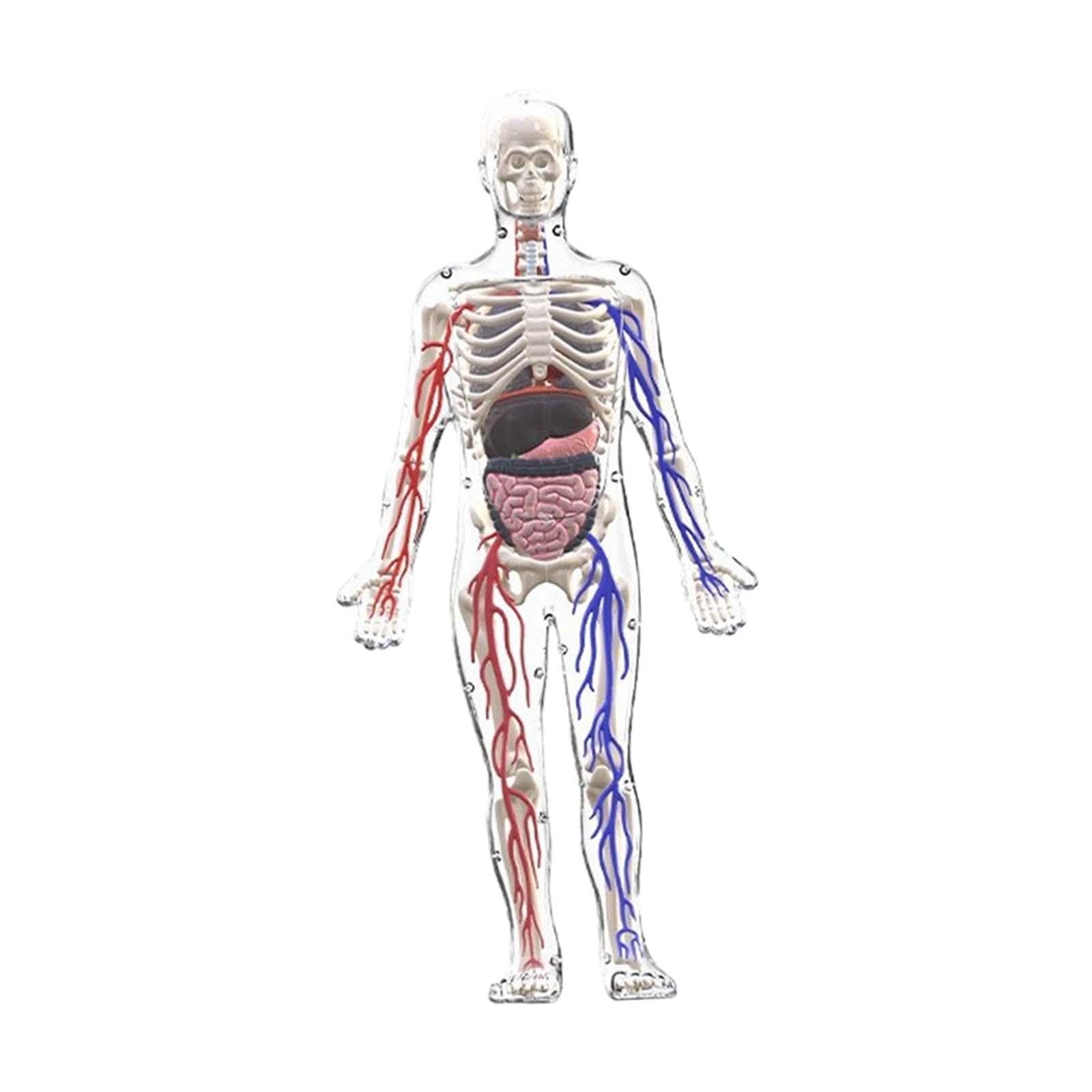 MagiDeal Kits de Modelos de Esqueleto del Cuerpo Humano, Herramientas de Estudio, ensamblaje, Kit científico Interactivo, Modelo de anatomía para niños de 8