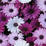 Outsidepride Akila Mix Osteospermum African Daisy Seeds - 20 Pcs. Perennial Flower Seeds for Planting Outdoors with Long-Lasting Blooms, Drought-Tolerant, Easy to Grow for Sunny Gardens & Borders