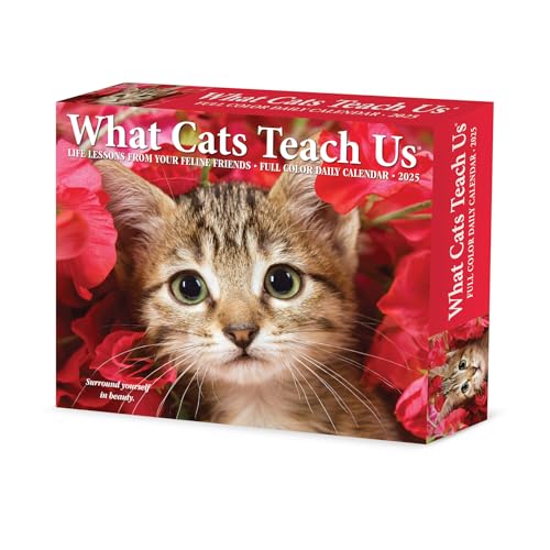 Willow Creek Press What Cats Teach Us Daily 2025 Box/Desk Calendar (5.86" x 4.72")