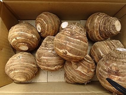 海老芋と同品種 唐芋親芋 千葉産 希少品種里芋 1箱5キロ 6 10個入り 調理しやすい 大きさ 海老芋 唐芋 えび芋 京芋 唐いも 水郷佐原4代目島矢 里芋 通販 Amazon 海老芋と同品種 唐芋親芋 千葉産 希少品種里芋 1箱5キロ 6 10個入り 調理しやすい 大きさ 海老芋 唐芋 えび芋 京芋 唐いも 水郷佐原4代目島矢 里芋 通販 Amazon