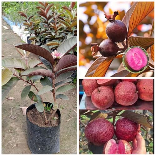 Image of Rare Guava Fruit Plant (Punjab Red Apple, Hybrid) Exotic 1 Fruit Plant,CF SG39