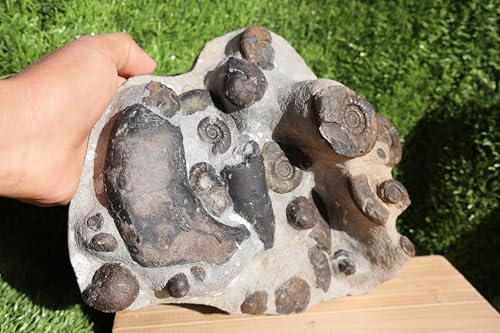 Image of Natural Platyclymenia & Gonitites & Orthoceras Plate ammonites Fossil Moroccan Fossil A102