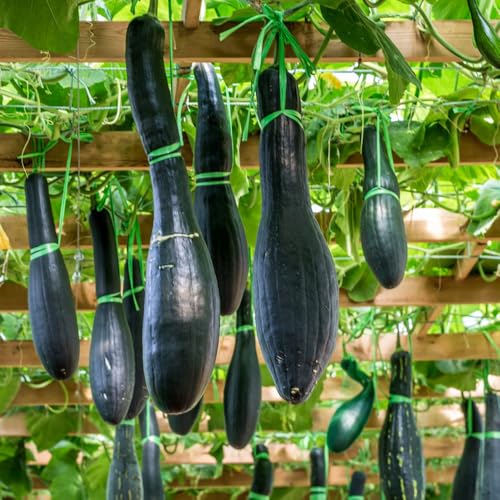 semillas de calabaza, Las plantas de jardín son plantas perennes resistentes. Jardín decorativo, de rápido crecimiento. Semillas orgánicas, fáciles de plantar. Semillas de plantas de 80pcs