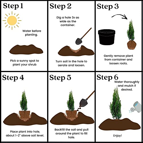 2.25 Gal. Blue Point Juniper #TOP5