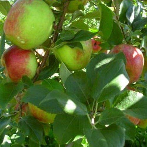 30Pcs Pink Lady Fuji Gala Honey Crisp Golden Delicious Native Fruit