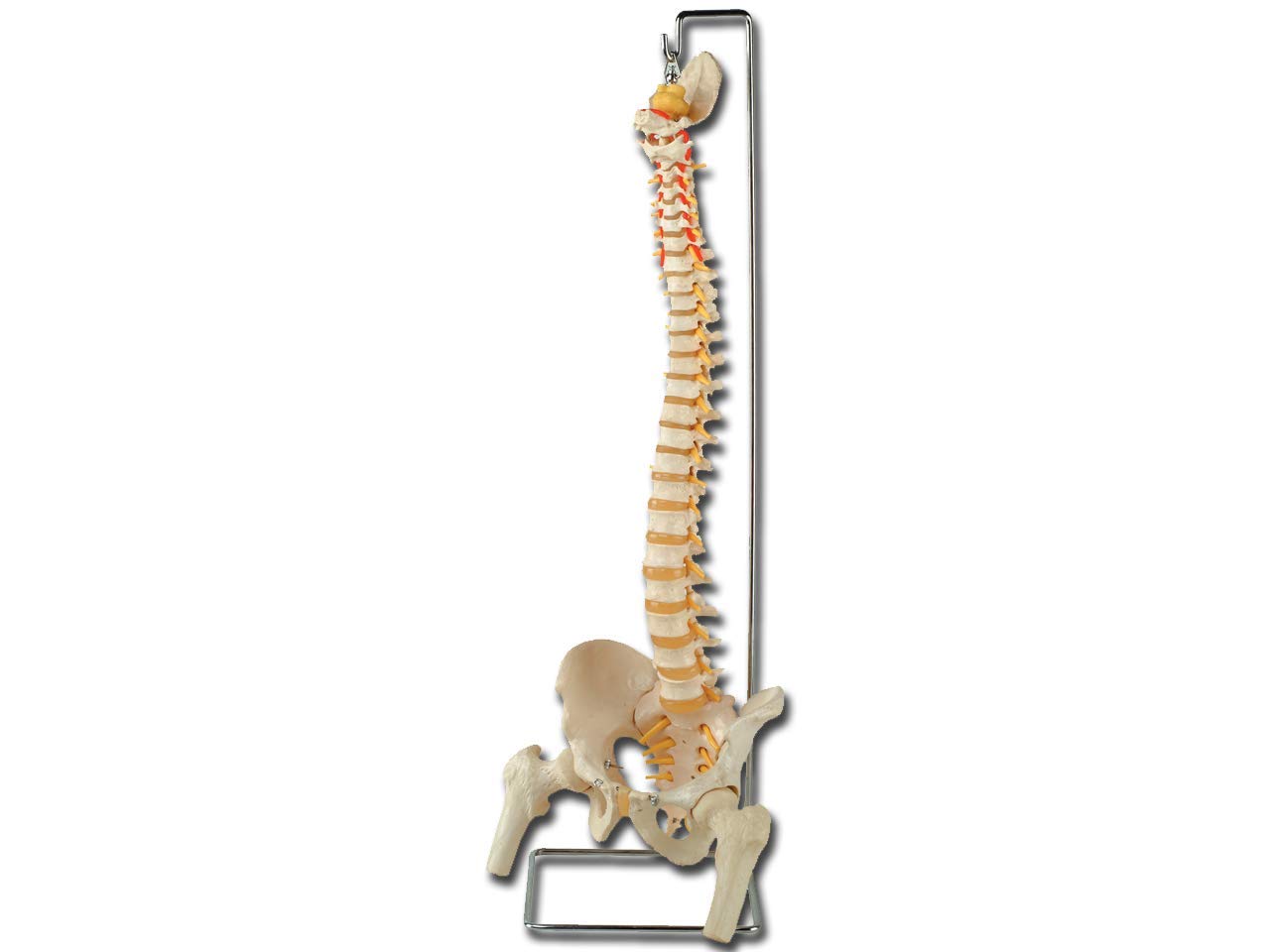 GiMa 40130 modèle colonne vertébrale, avec têtes la hanche