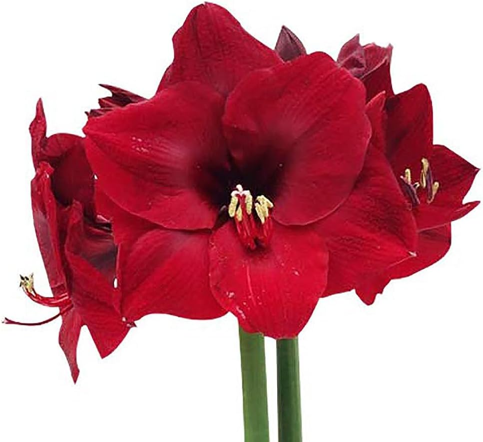 Mandela Dark Red Amaryllis Bulb – Large Bulb for Planting, 4-8 Blooms, 16–24" Tall – Elegant Indoor & Outdoor Plant – Ideal for Seasonal Decor – Low-Maintenance Amaryllis Bulb (Not in Wax)