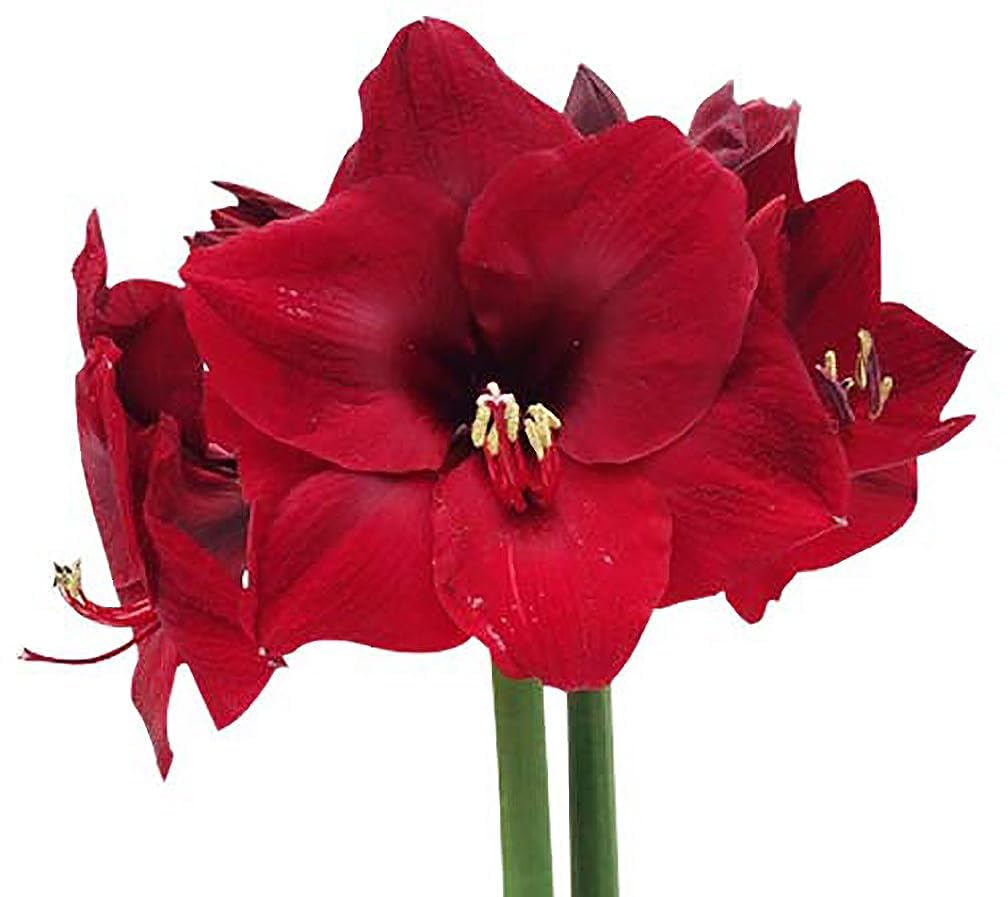 Mandela Dark Red Amaryllis Bulb – Large Bulb for Planting, 4-8 Blooms, 16–24" Tall – Elegant Indoor & Outdoor Plant – Ideal for Seasonal Decor – Low-Maintenance Amaryllis Bulb (Not in Wax)