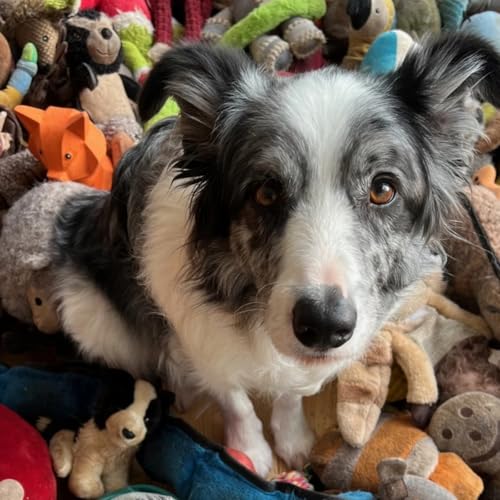 Aparici en &Oacute;rbita s08e21: &iquest;Entienden los perros el lenguaje humano?