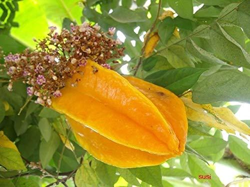 Astonish Graines Paquet: 10 graines Averrhoa Carambole, Star Fruit, De la Thaïlande 2018