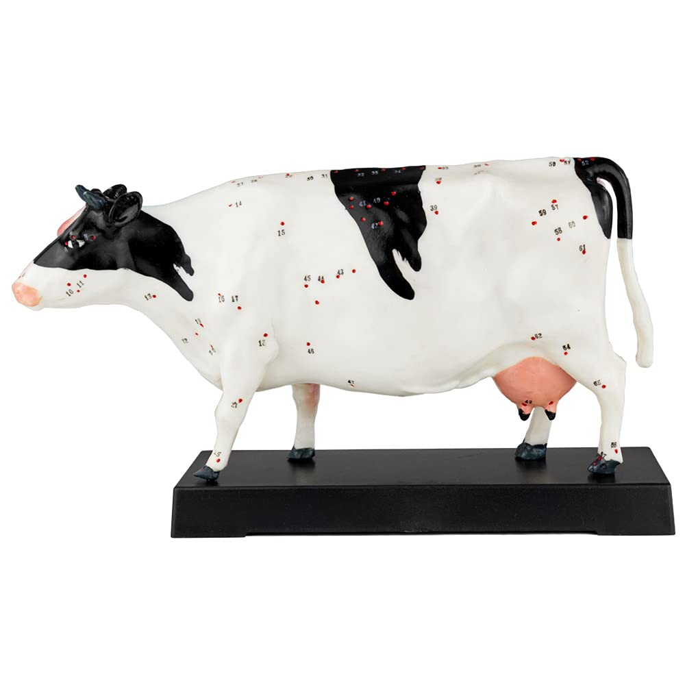 Acupuncture Anatomie Figure TCM Modèle Acupuncture Modèle Sélection Animal Chien Boeuf Cochon Cheval Chat Muscle Modèle, Modèle Animal:Boeuf