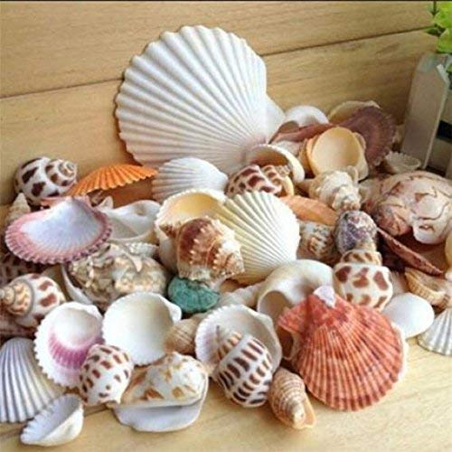 Ogquaton 100g Sea Beach Shells,Mixed Crafts Seashells Photo Props Aquarium Fish Tank Decor Durable and Practical